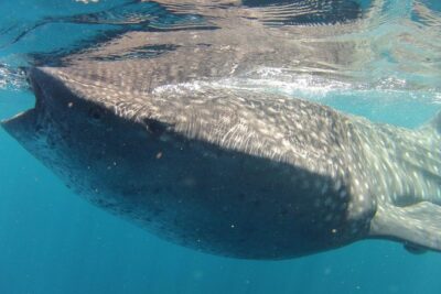 Small-Group Whale Shark and Snorkeling Tour from Cancun - The Snorkeling Window: Gear, Guidance, and Wildlife Odds