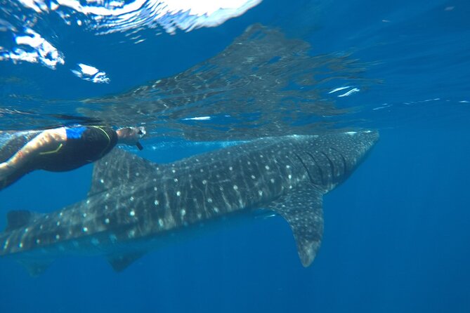 Small-Group Whale Shark and Snorkeling Tour from Cancun - Small-Group Touring: Why a 10-Person Limit Changes the Feel