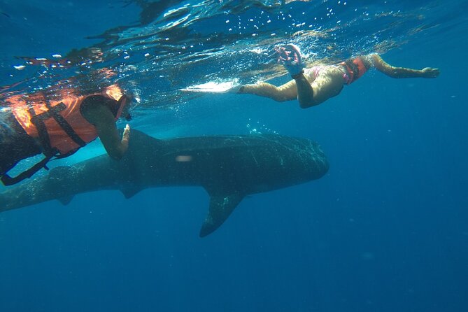 Small-Group Whale Shark and Snorkeling Tour from Cancun - Price and Value: Is $249.99 Reasonable Here?