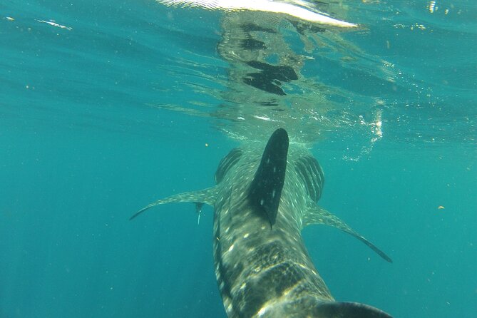 Small-Group Whale Shark and Snorkeling Tour from Cancun - Who Should Book This Whale Shark and Snorkeling Tour