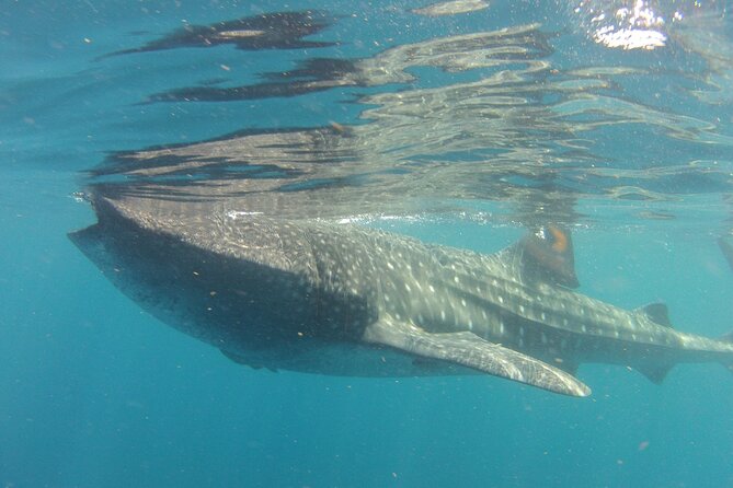 Small-Group Whale Shark and Snorkeling Tour from Cancun - Booking Timing: Why Being Ready a Week Ahead Helps