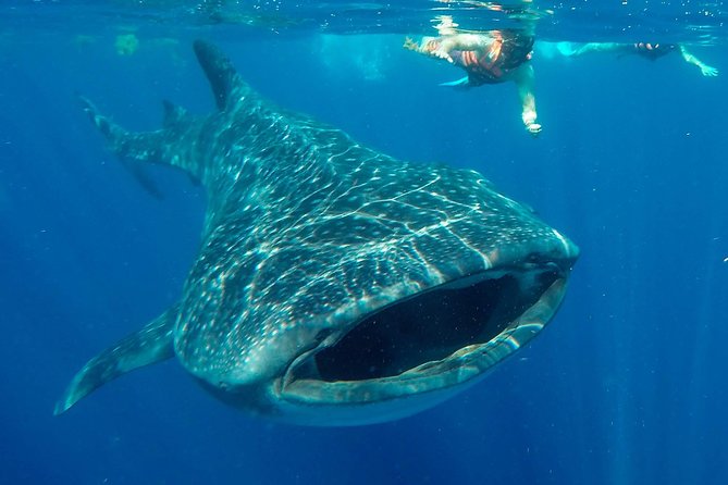 Small Group Whale Shark Encounter - 10 years in business - Key points to know before you go
