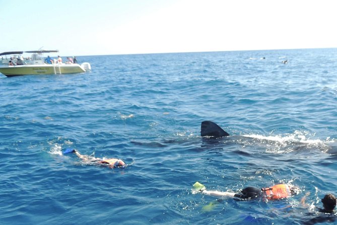 Small Group Whale Shark Encounter - 10 years in business - Small-group snorkeling off Cancun: Attention without the chaos