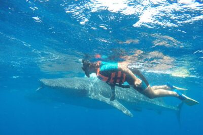 Small Group Whale Shark Encounter - 10 years in business - What you eat and drink: Breakfast, snacks, and North Beach food