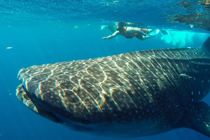 Small Group Whale Shark Encounter - 10 years in business - Boat and gear: Comfortable logistics for a long morning