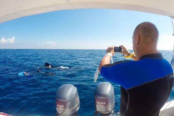 Small Group Whale Shark Encounter - 10 years in business - Timing and the whale-shark odds: What to expect on different days