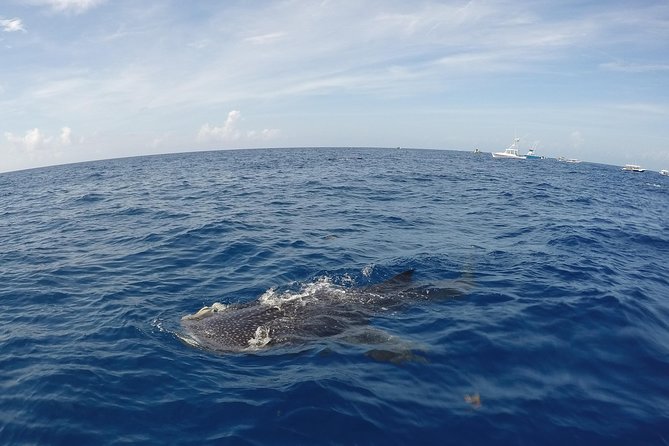 Small Group Whale Shark Encounter - 10 years in business - Price and value: $199 plus the $14 dock fee