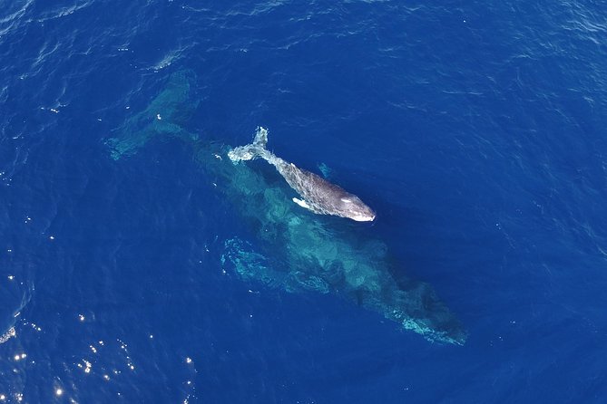 SMALL GROUP Whale Watch | Cabo San Lucas | Biologist | FREE Pics - Cabo whale watch, but make it personal