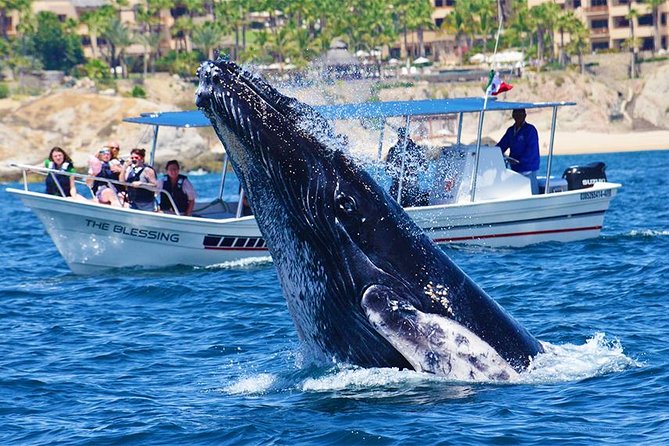 SMALL GROUP Whale Watch | Cabo San Lucas | Biologist | FREE Pics - Out of the bay: how the hunt for humpbacks (and friends) really works