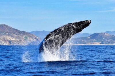 SMALL GROUP Whale Watch | Cabo San Lucas | Biologist | FREE Pics - Pelican Rock: a scenic stop inside the marine protected area