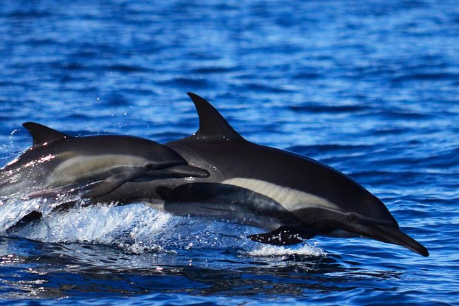 SMALL GROUP Whale Watch | Cabo San Lucas | Biologist | FREE Pics - The marine biologist effect: Oscar, Victoria, Josephine, and Payo