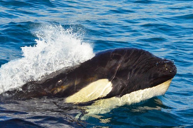 SMALL GROUP Whale Watch | Cabo San Lucas | Biologist | FREE Pics - FREE tour photos: great for families, couples, and anyone who wants proof
