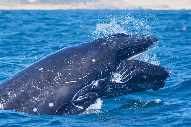 SMALL GROUP Whale Watch | Cabo San Lucas | Biologist | FREE Pics - What’s included (and what you’ll want to add)