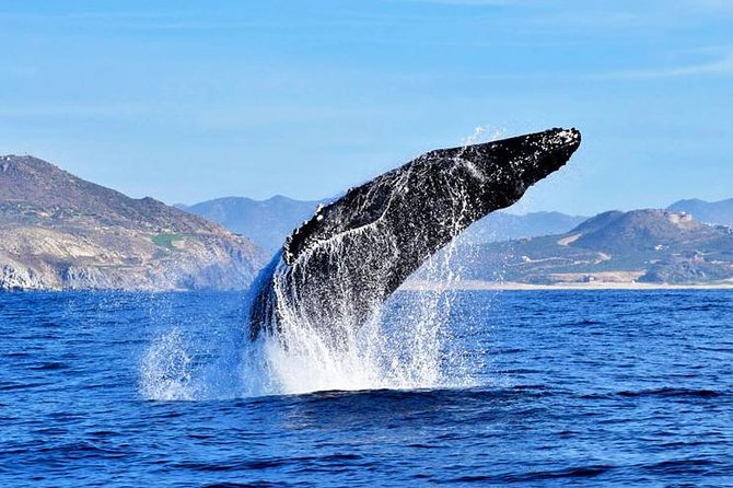 SMALL GROUP Whale Watch | Cabo San Lucas | Biologist | FREE Pics - Pelican Rock: a scenic stop inside the marine protected area