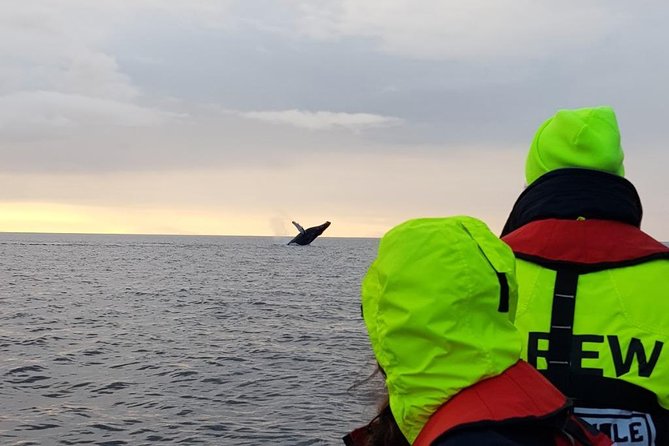 Small-group Whale Watching in the Midnight Sun from Reykjavík - Old Harbour Start: Getting Your Bearings Fast (and Early)