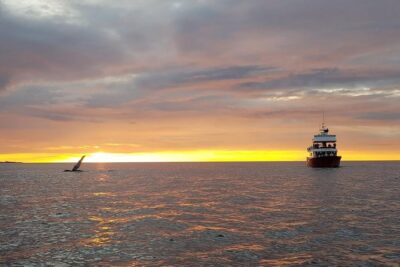 Small-group Whale Watching in the Midnight Sun from Reykjavík - Harpa Concert Hall Views While You’re Still Thinking Land
