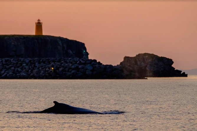 Small-group Whale Watching in the Midnight Sun from Reykjavík - Comfort, Safety, and the Gear That Saves the Day