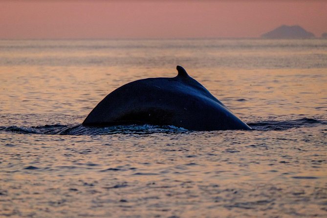 Small-group Whale Watching in the Midnight Sun from Reykjavík - Weather, Sea State, and Wildlife Odds