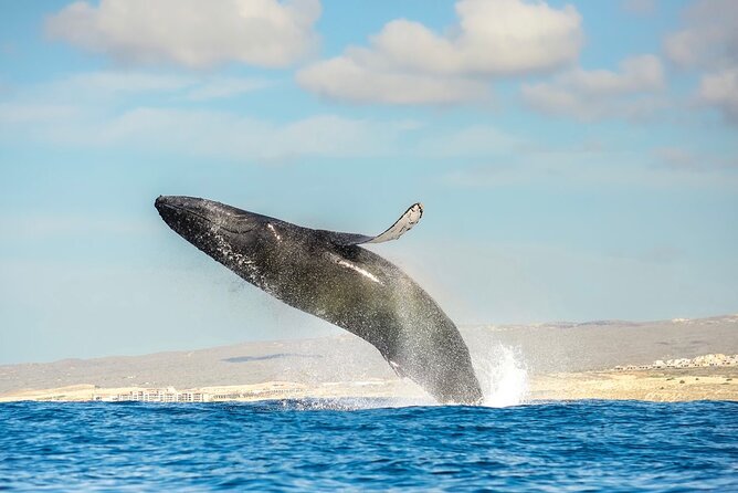 Small-Group Whale Watching Zodiac Boat Cruise in Cabo San Lucas - Why Cabo whale watching on a zodiac is a smart choice