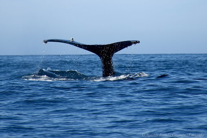 Small-Group Whale Watching Zodiac Boat Cruise in Cabo San Lucas - Heading out for whales: what the marine biologist actually does