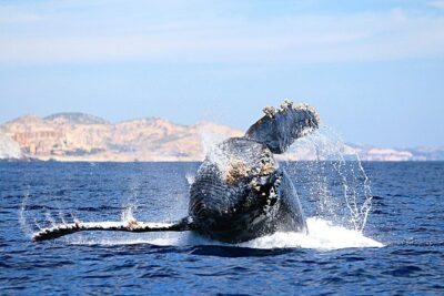 Small-Group Whale Watching Zodiac Boat Cruise in Cabo San Lucas - Meeting at CaboMarina and what to expect before departure
