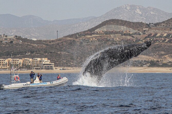Small-Group Whale Watching Zodiac Boat Cruise in Cabo San Lucas - What you might see: humpbacks, dolphins, and the thrill factor