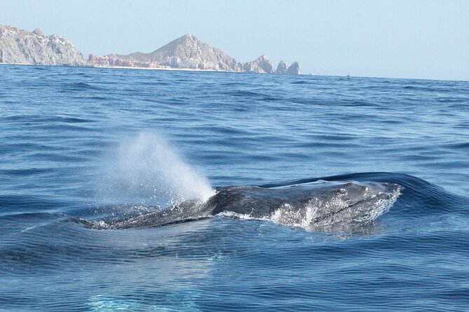 Small-Group Whale Watching Zodiac Boat Cruise in Cabo San Lucas - Price and value: $85 plus the dock fee