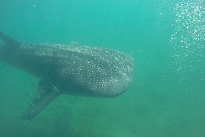 Snorkel Tour with Whale Shark in La Paz - Key things to know before you go
