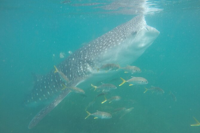 Snorkel Tour with Whale Shark in La Paz - Meeting at Muelle Fiscal: why the 9:30 start feels organized
