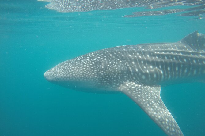 Snorkel Tour with Whale Shark in La Paz - Gear and comfort: towels, wetsuits, fins, and murkier-than-expected water