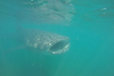Snorkel Tour with Whale Shark in La Paz - The whale shark swim: what “rotation” really means in the water