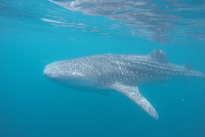 Snorkel Tour with Whale Shark in La Paz - Price value at $131.43: what’s covered, what’s extra, and why the total can matter