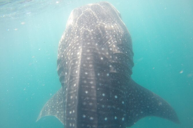 Snorkel Tour with Whale Shark in La Paz - Who should book this whale shark snorkeling tour (and who might not)