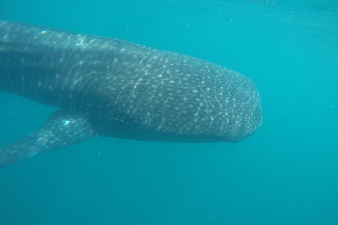 Snorkel Tour with Whale Shark in La Paz - Should you book this whale shark tour?
