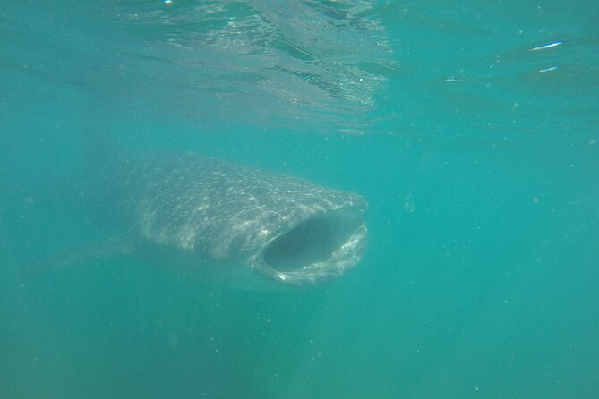 Snorkel Tour with Whale Shark in La Paz - The whale shark swim: what “rotation” really means in the water