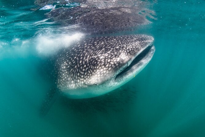 Snorkel with Whale Sharks in La Paz - Key things to know before you go