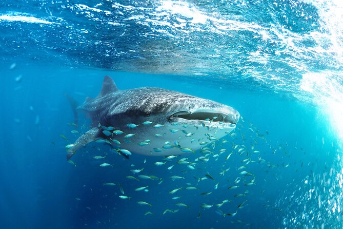 Snorkel with Whale Sharks in La Paz - La Paz whale sharks: why El Mogote matters