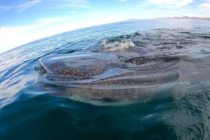 Snorkel with Whale Sharks in La Paz - Getting into the water: shallow snorkeling with whale sharks