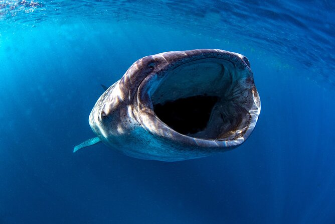 Snorkel with Whale Sharks in La Paz - Group size: why max 8 travelers actually improves the encounter