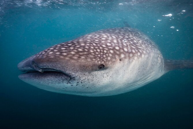 Snorkel with Whale Sharks in La Paz - How the guide and captain work together (and why you’ll feel it)