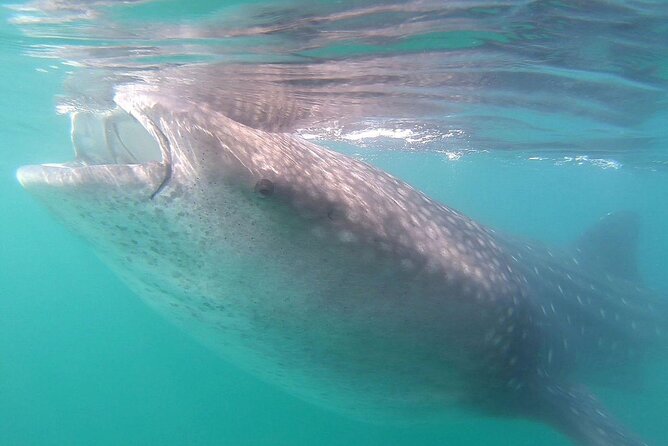 Snorkel with Whale Sharks in La Paz - What the snorkeling time really feels like