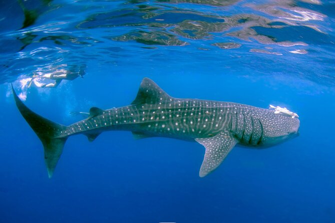 Snorkel with Whale Sharks in La Paz - English support and communication that keeps things simple