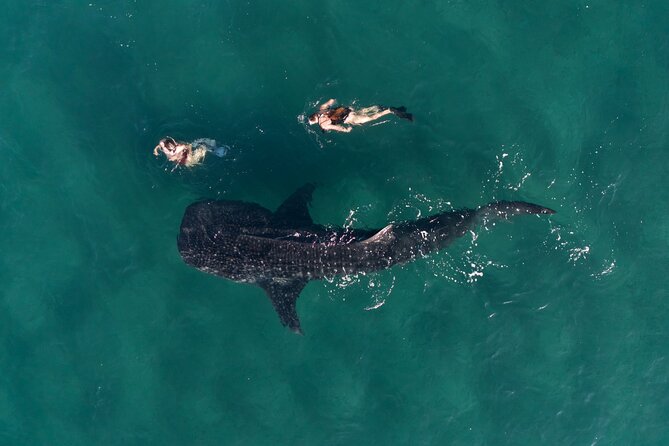 Snorkel with Whale Sharks in La Paz - Where you meet and how the day flows (Muelle Fiscal to back again)