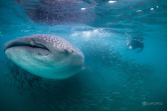 Snorkel with whale sharks includes equipment & transportation - What the whale-shark day feels like in practice