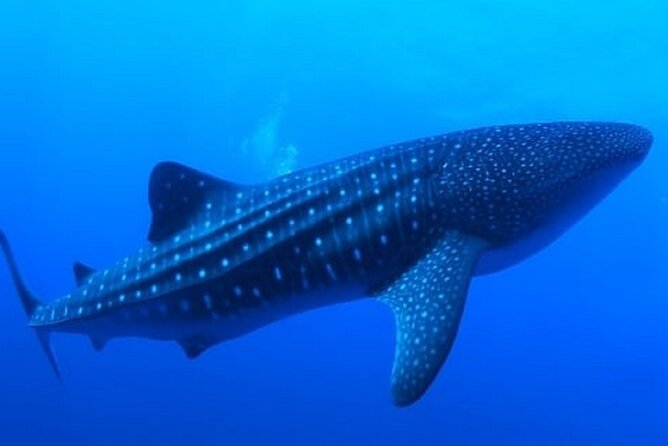 Snorkel with whale sharks includes equipment & transportation - 6:00 am pickup, small-group flow, and how to avoid day-one stress