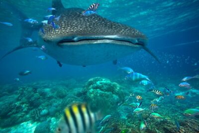 Snorkeling with Whale Sharks - Isla Mujeres - Whale Shark Snorkeling From Cancun to Isla Mujeres: The Big-Day Flow