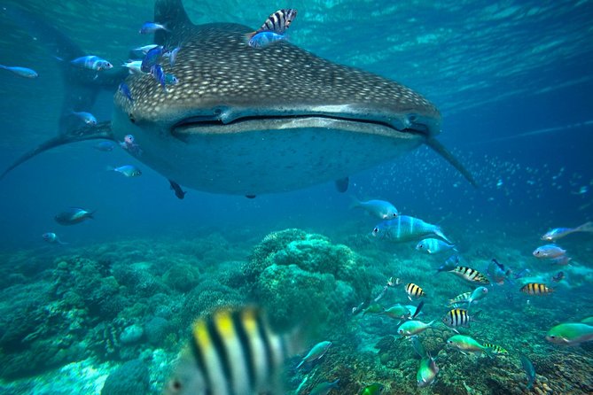 Snorkeling with Whale Sharks - Isla Mujeres - Whale Shark Snorkeling From Cancun to Isla Mujeres: The Big-Day Flow