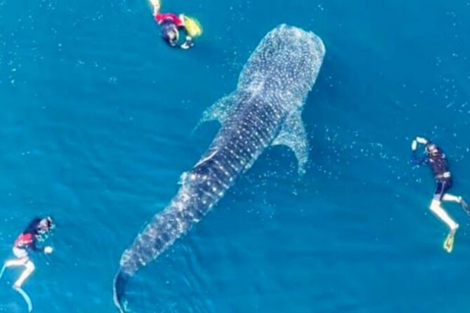 Snorkling with whale shark in teluk saleh min 2 person - Key things that make this tour worth your time