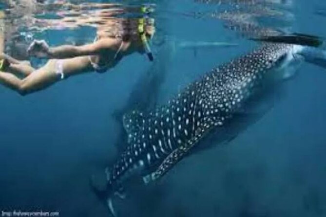 Snorkling with whale shark in teluk saleh min 2 person - Teluk Saleh: why the whale shark moment here feels more realistic