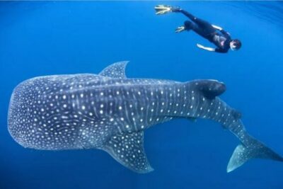Snorkling with whale shark in teluk saleh min 2 person - Day 1: Bangsal Harbor to Sumbawa—ferries, food, and a real transition